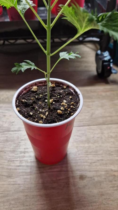 Mentha de Croco Fern Type Pheno #1