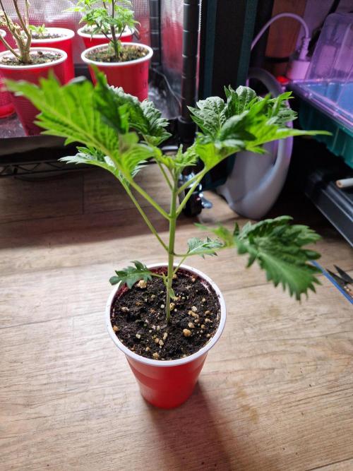 Mentha de Croco Fern Type Pheno #1. Week 4 - 24.07.26 