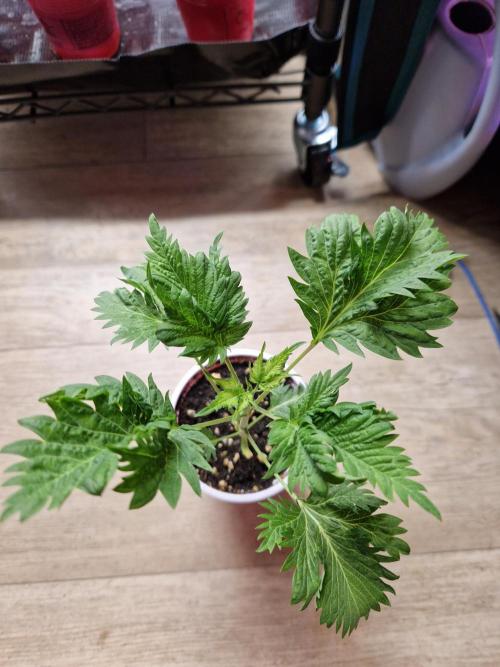 Mentha de Croco Fern Type Pheno #1. Week 4 - 24.07.26 
