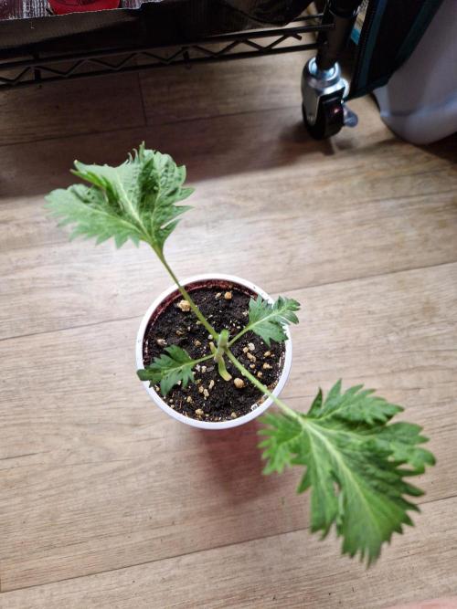 Mentha de Croco Fern Type Pheno #1. Week 4 - 24.07.26 
