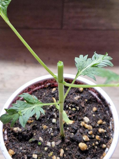 Mentha de Croco Fern Type Pheno #1. Week 4 - 24.07.26 