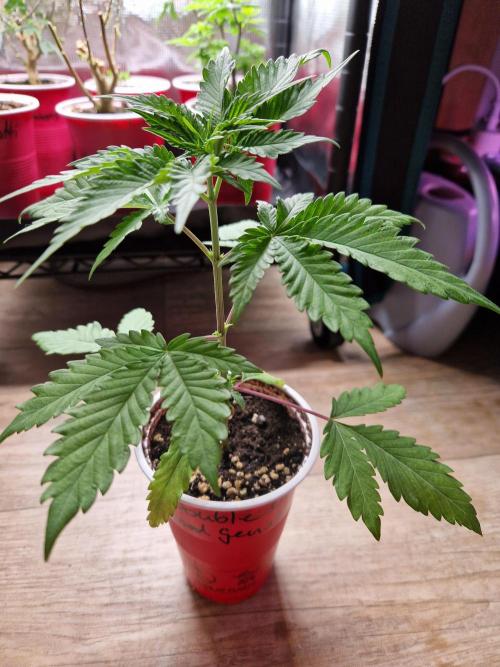 Super Double Cherry. Week 4 - 24.07.26 
