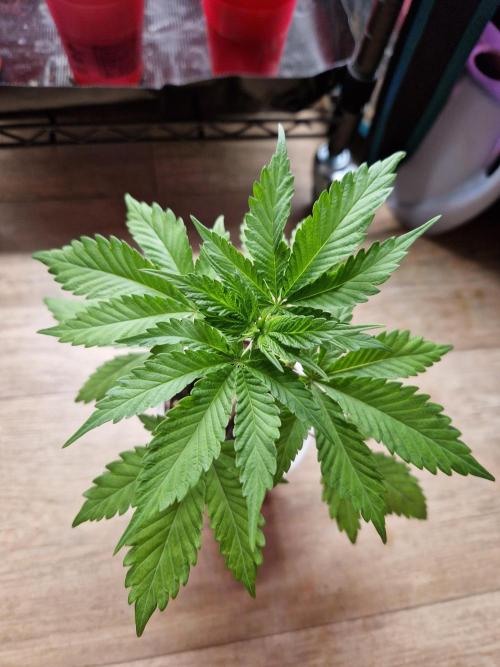 Super Double Cherry. Week 4 - 24.07.26 