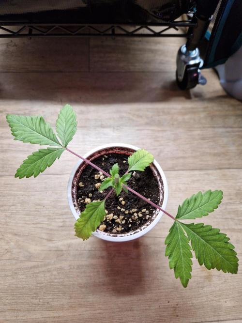 Super Double Cherry. Week 4 - 24.07.26 