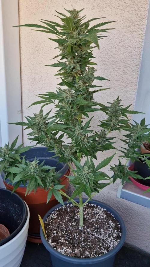 Super Lemon Haze Auto