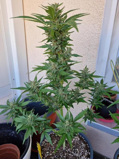 Super Lemon Haze Auto. Week 12 - 24.07.26 
