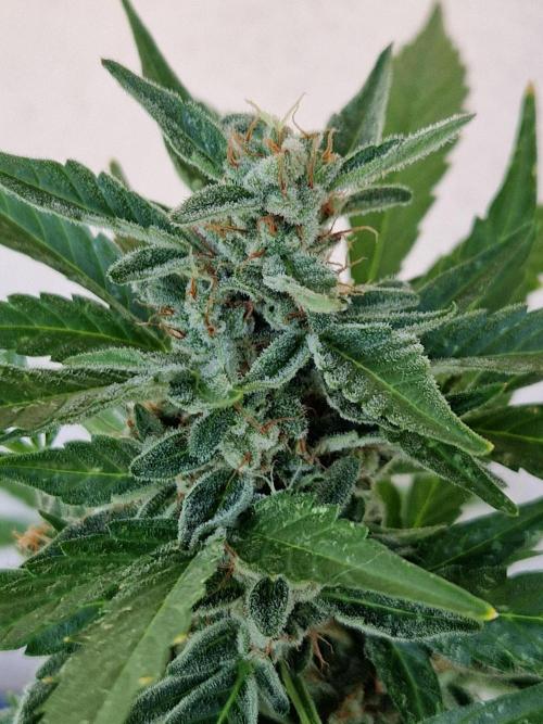 Super Lemon Haze Auto. Week 12 - 24.07.26 