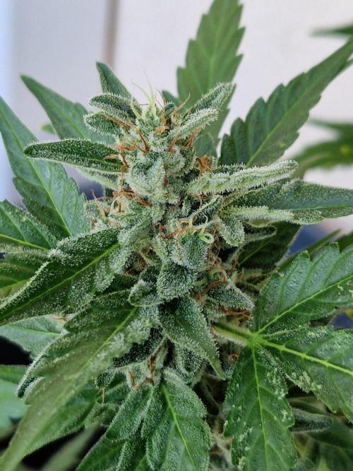 Super Lemon Haze Auto. Week 12 - 24.07.26 