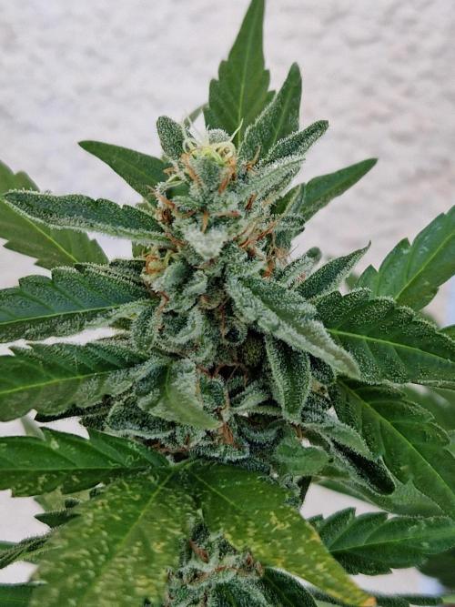 Super Lemon Haze Auto. Week 12 - 24.07.26 