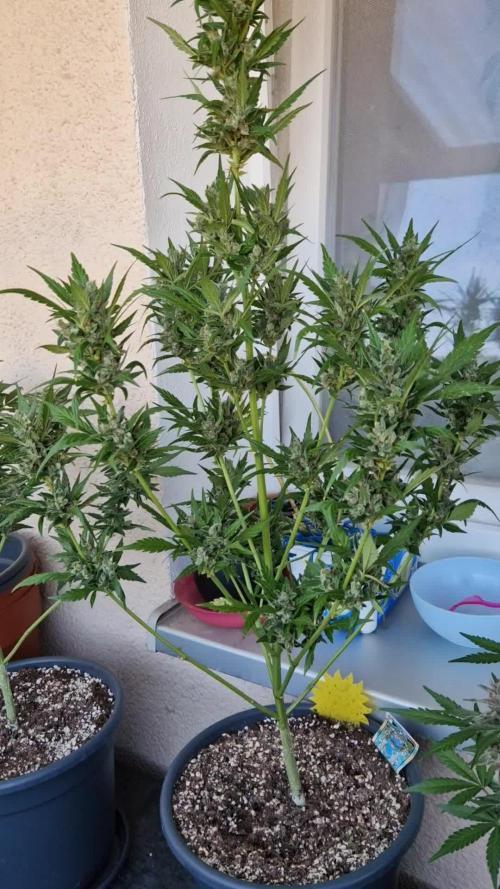 Pineapple Slush XL Auto