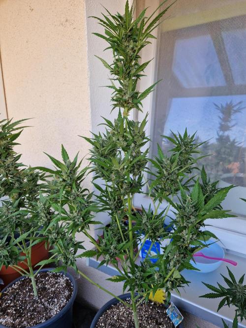Pineapple Slush XL Auto. Week 12 - 24.07.26 