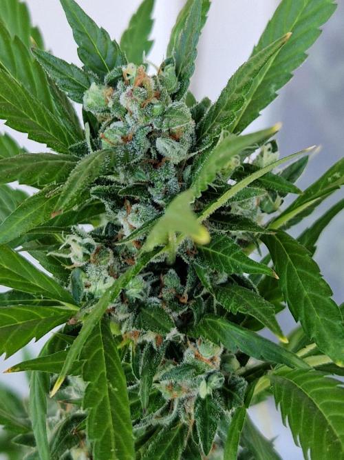 Pineapple Slush XL Auto. Week 12 - 24.07.26 