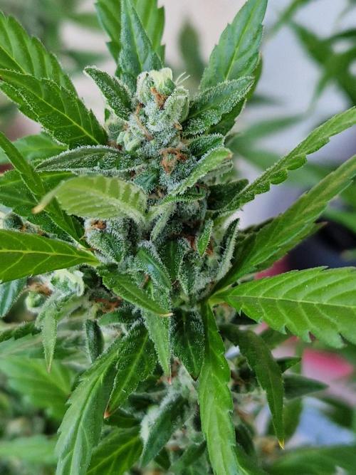 Pineapple Slush XL Auto. Week 12 - 24.07.26 
