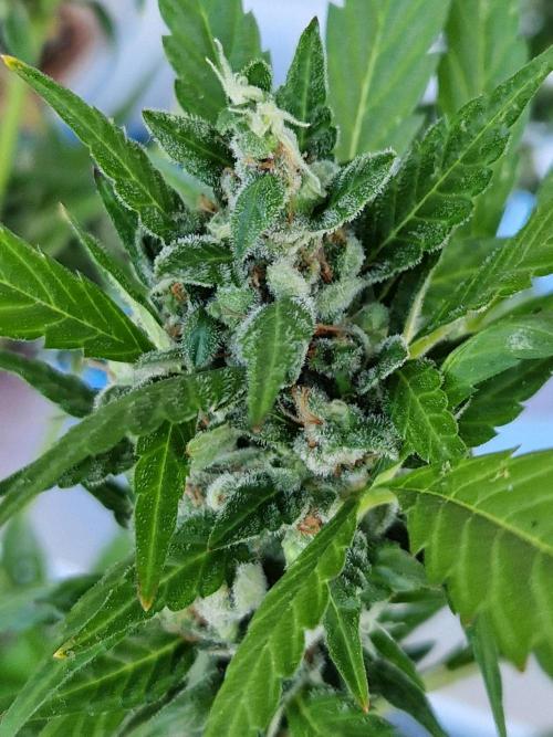 Pineapple Slush XL Auto. Week 12 - 24.07.26