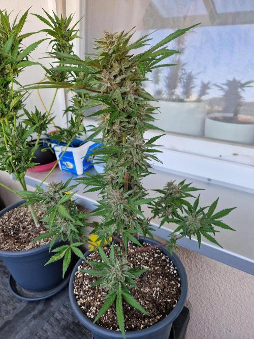 Chemical Candy Auto. Week 12 - 24.07.26 