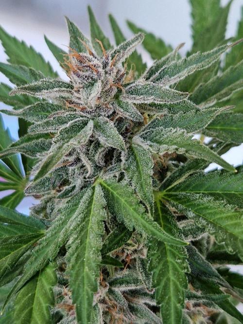 Chemical Candy Auto. Week 12 - 24.07.26 