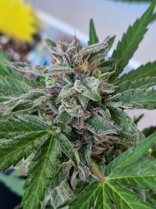 Chemical Candy Auto. Week 12 - 24.07.26 