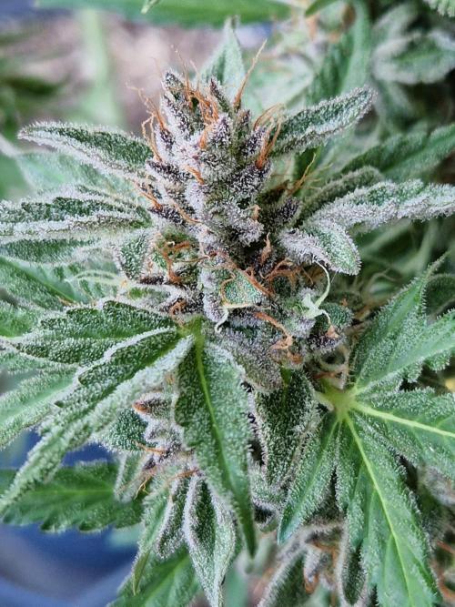 Chemical Candy Auto. Week 12 - 24.07.26 
