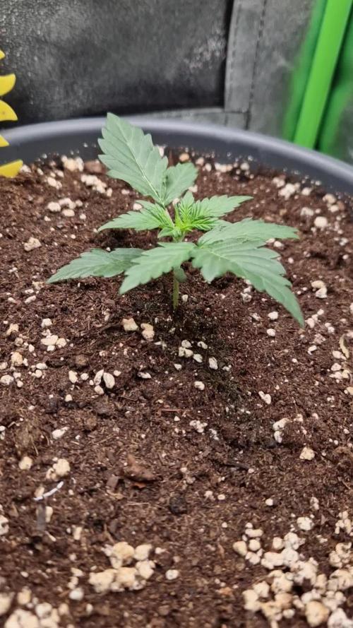 Deep Jealousy Auto