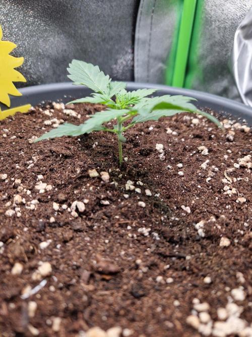 Deep Jealousy Auto. Week 2 - 24.07.26 