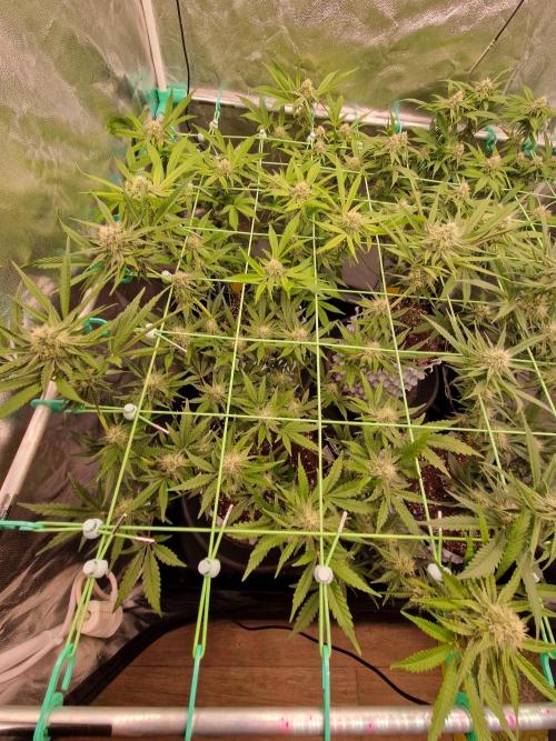 Blucci OG. Week 10 - 24.07.26