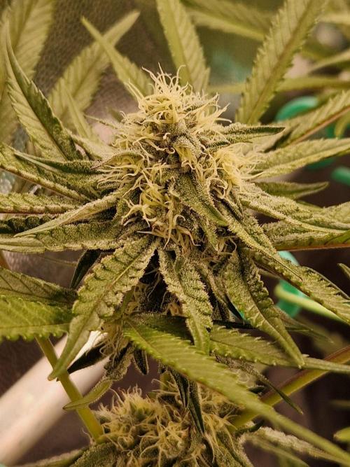Blucci OG. Week 10 - 24.07.26