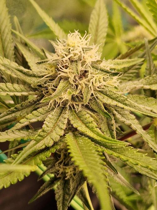Blucci OG. Week 10 - 24.07.26