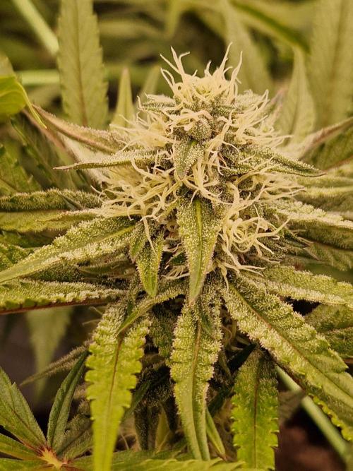 Blucci OG. Week 10 - 24.07.26