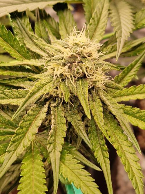 Blucci OG. Week 10 - 24.07.26