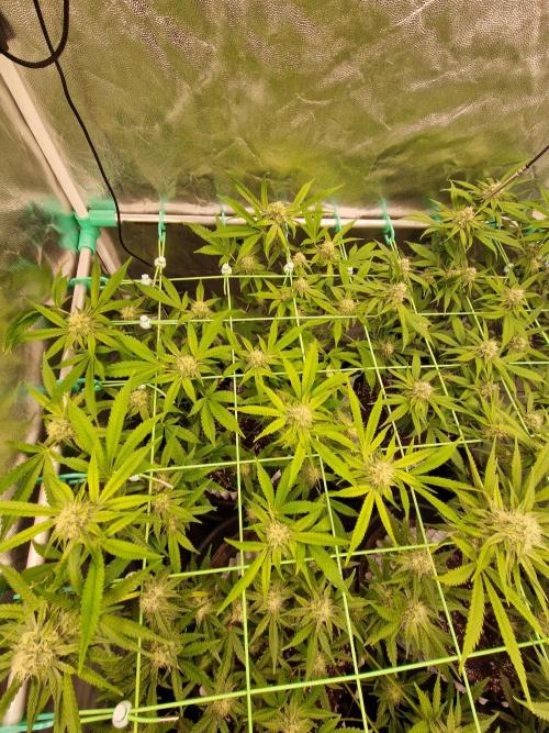 Bluzcotti Vaders Cut (2026). Week 12