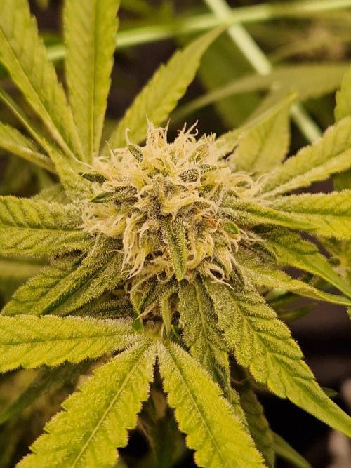Bluzcotti Vaders Cut (2026). Week 12