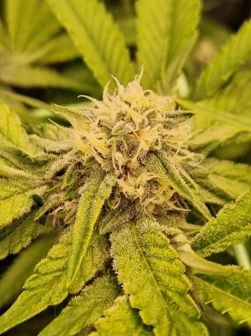 Bluzcotti Vaders Cut (2026). Week 12