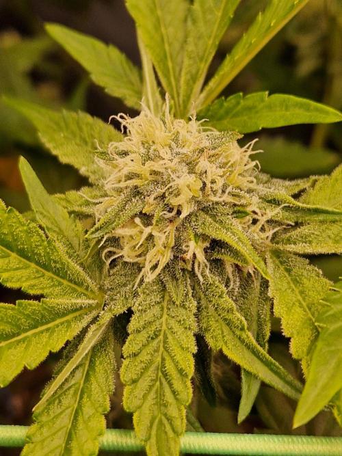 Bluzcotti Vaders Cut (2026). Week 12