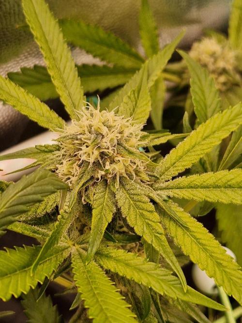 Bluzcotti Vaders Cut (2026). Week 12