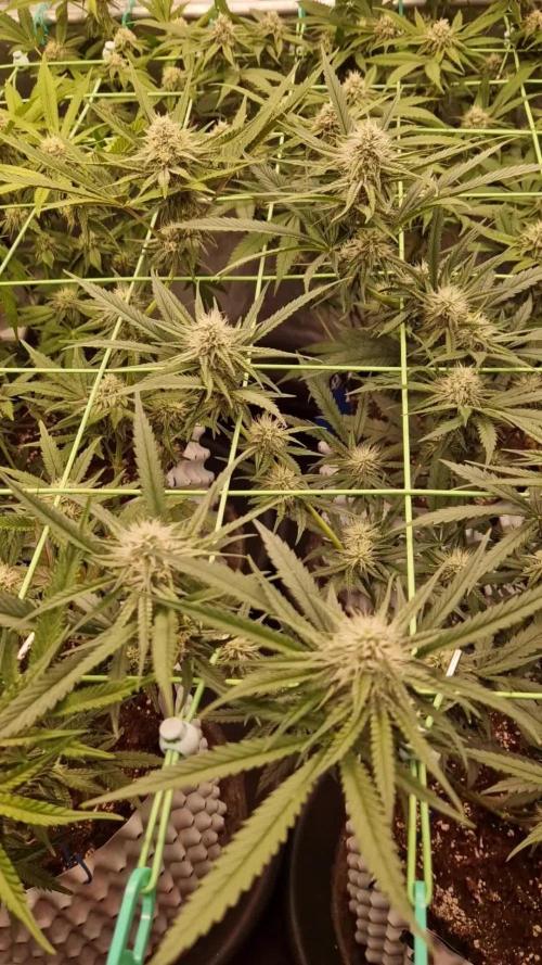 The White Sweet Candy OG One USAGenetics