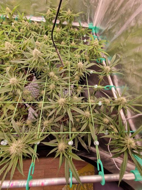 The White Sweet Candy OG One USAGenetics. Week 15 - 24.07.26 