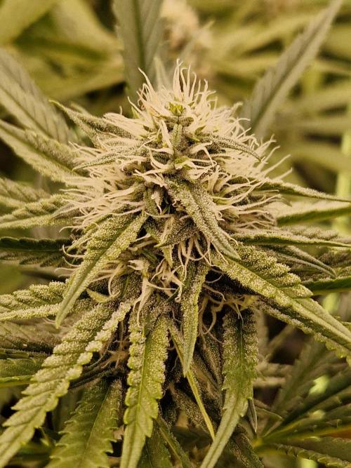 The White Sweet Candy OG One USAGenetics. Week 15 - 24.07.26 