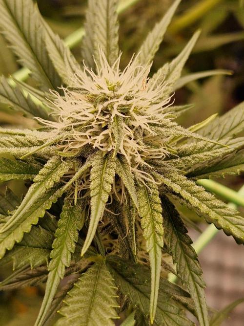 The White Sweet Candy OG One USAGenetics. Week 15 - 24.07.26 