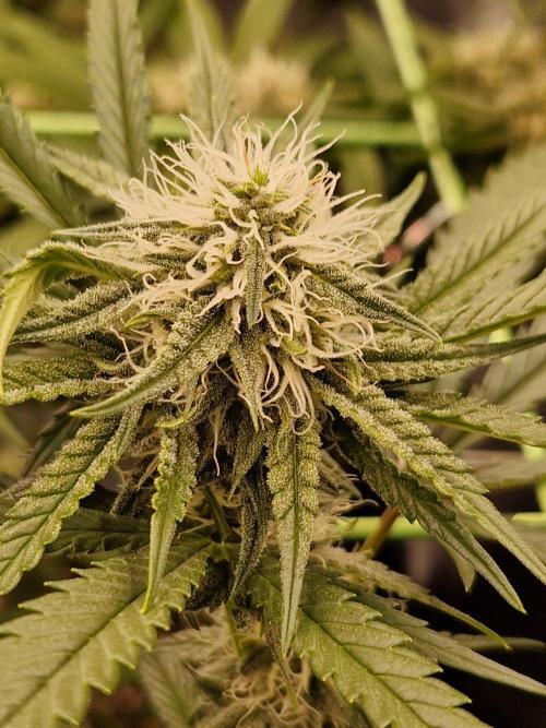 The White Sweet Candy OG One USAGenetics. Week 15 - 24.07.26 