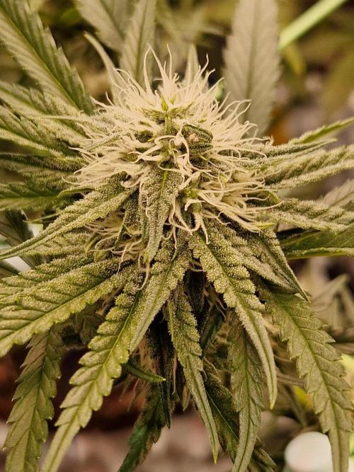 The White Sweet Candy OG One USAGenetics. Week 15 - 24.07.26 