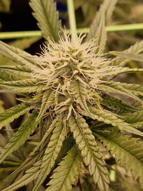 The White Sweet Candy OG One USAGenetics. Week 15 - 24.07.26 
