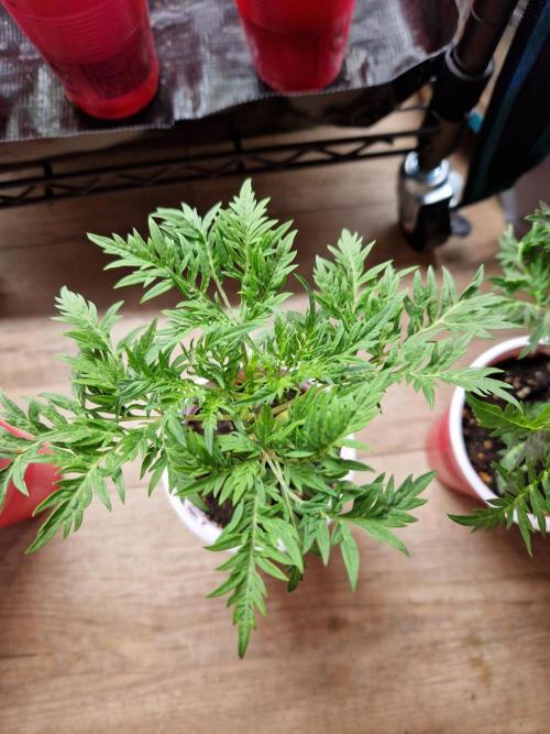 Mentha de Croco Fern Type Pheno #2. Week 4 - 24.07.26 