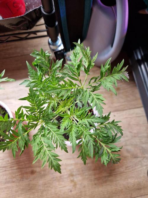 Mentha de Croco Fern Type Pheno #3. Week 4 - 24.07.26 