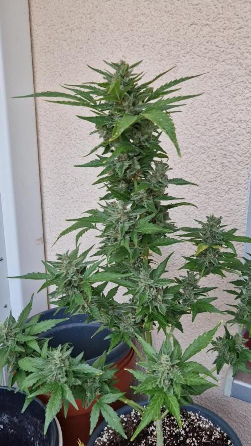 Super Lemon Haze Auto