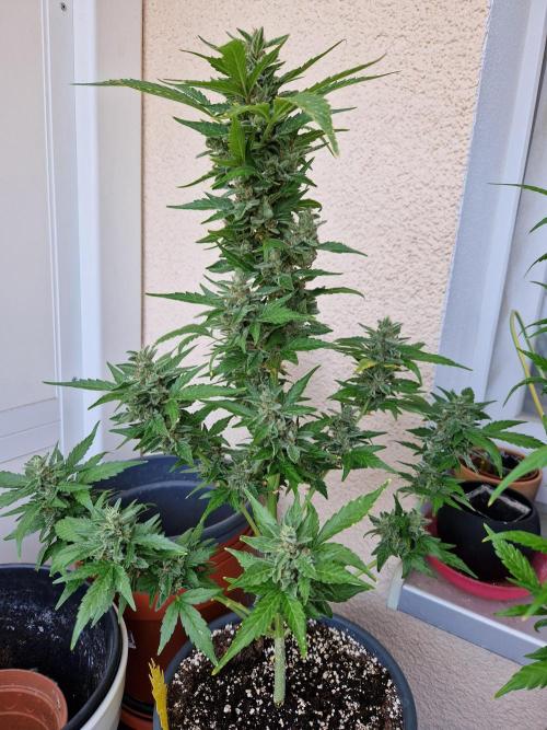 Super Lemon Haze Auto. Week 13 - 30.07.26 