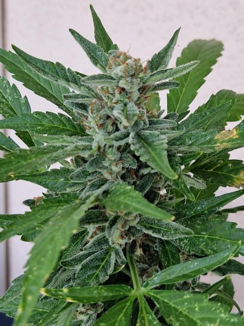 Super Lemon Haze Auto. Week 13 - 30.07.26 