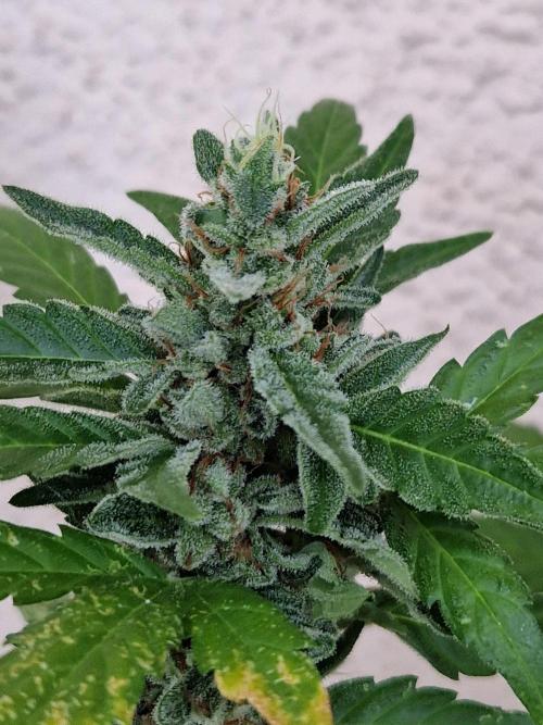Super Lemon Haze Auto. Week 13 - 30.07.26 