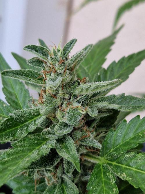 Super Lemon Haze Auto. Week 13 - 30.07.26 