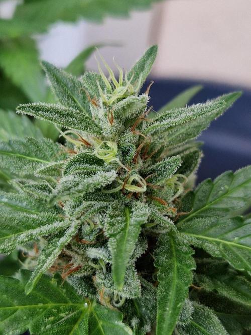 Super Lemon Haze Auto. Week 13 - 30.07.26 