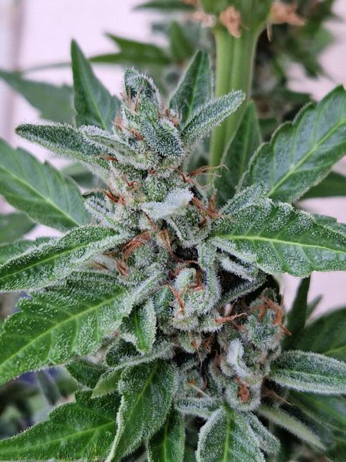 Super Lemon Haze Auto. Week 13 - 30.07.26 